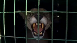 Continúa la búsqueda del puma en Maldonado y transmiten tranquilidad a la población