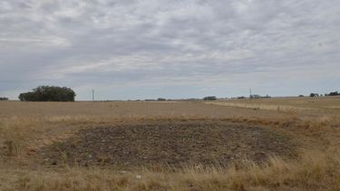 El Ministerio de Ganadería reunirá un comité especial para analizar situación del campo