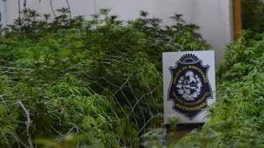 Incautaron 220 plantas de marihuana en una casona en Atahualpa