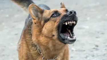 Fue a prisión el dueño de perros que atacaron a varios vecinos