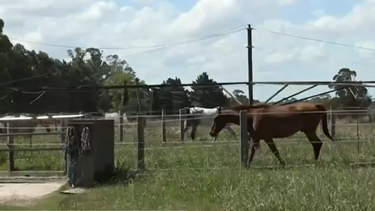 Aumenta la preocupación por la encefalitis equina.