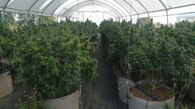 Cerraron importante planta clandestina de marihuana en Rocha