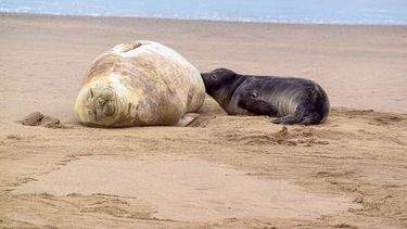 nacio una cria de elefante marino en playa de piriapolis; prefectura y la intendencia custodian la zona