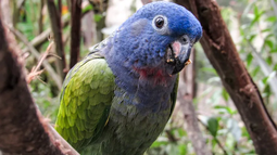 INBA informó que animales incautados irán a Durazno.