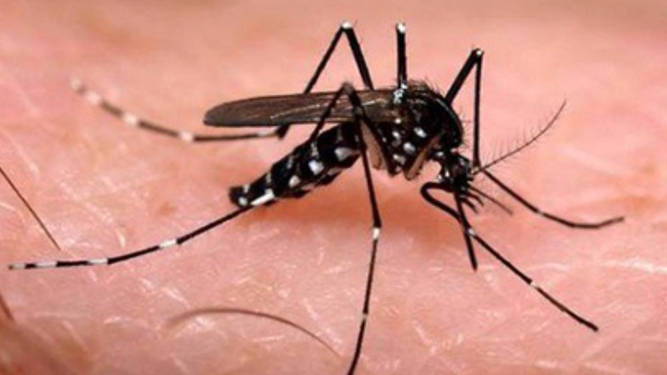 La Intendencia de Montevideo insta a extremar las medidas para evitar la propagación del dengue