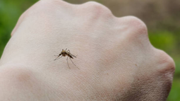 Detectaron 23 nuevos casos de dengue; suman 804 en todo el país