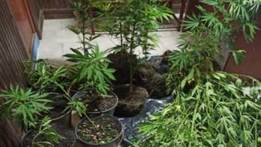 Incautaron 16 plantas de marihuana en una vivienda de Canelones