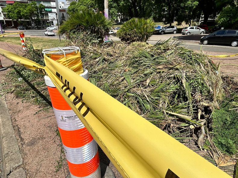 La Intendencia de Montevideo realizó una limpieza y poda preventiva en la zona afectada por ratas