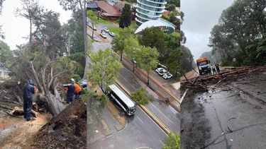 En Punta del Este cayeron decenas de árboles: Hace mucho tiempo que no se daba un temporal de este porte