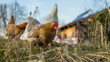 Uruguay abrió un nuevo mercado para la venta de carne: exportará a Macao