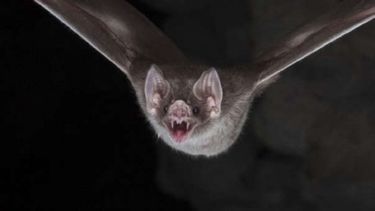 MSP estableció pautas para prevención y seguimiento de rabia.