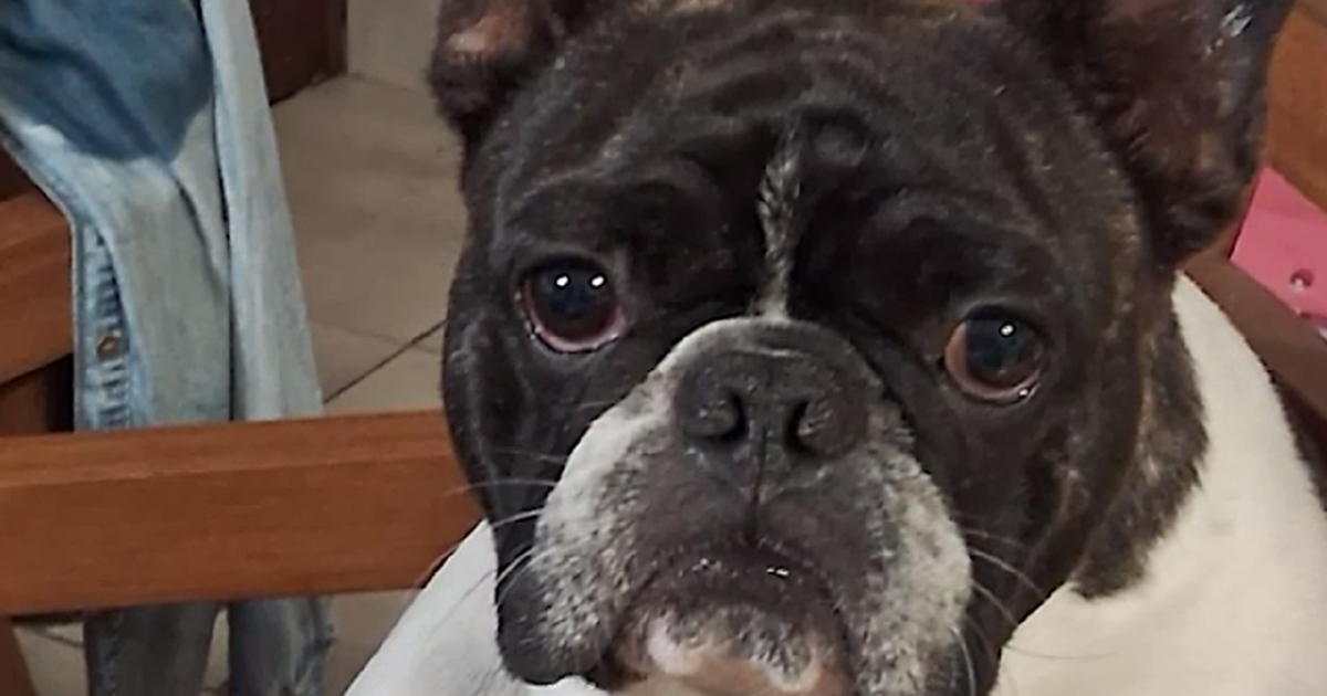 Le cortaron la mano para robarle a su perro en el Parque Rodó; solicitan colaboración para encontrar a Darko