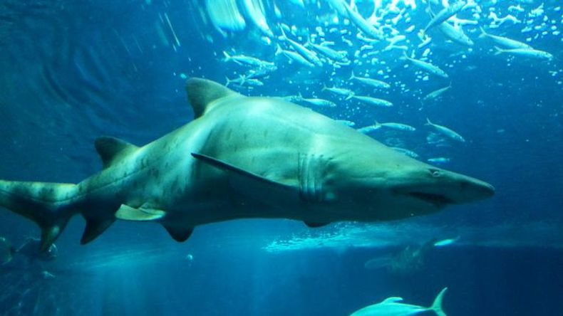 Robó un tiburón toro de un acuario en Texas y fue detenido