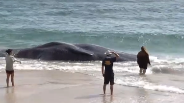 Aparece una ballena muerta con gran cantidad de plástico en el estómago