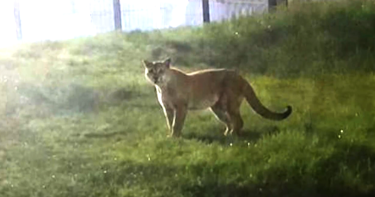 Se amplió la zona de búsqueda y analizan un video del puma visto en Villa Tato