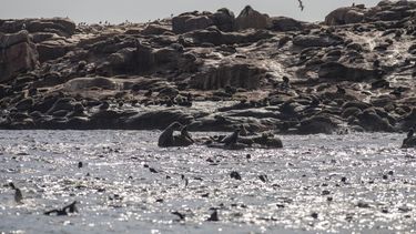 Isla de Lobos en el Atlántico pasó a ser área natural protegida de Uruguay: ¿Qué implica?