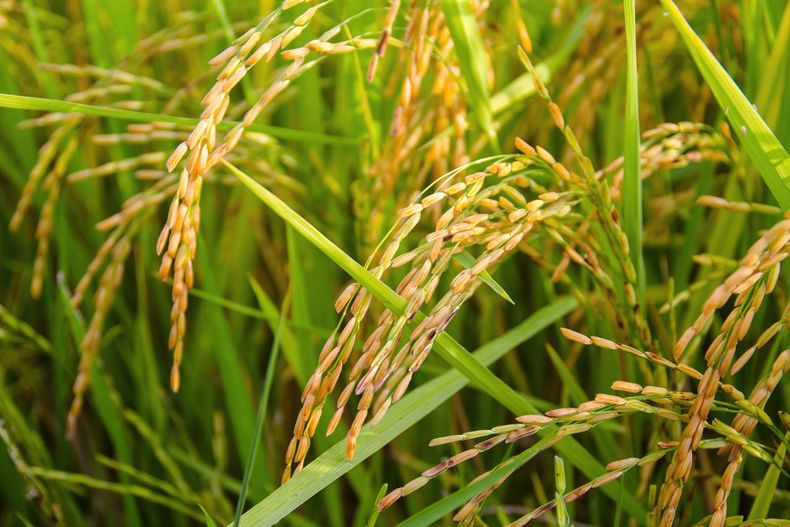 Vicecanciller confirmó que Uruguay se quedó con el 63% de la cuota de arroz de la UE y Orsi lo celebró "como un gol"