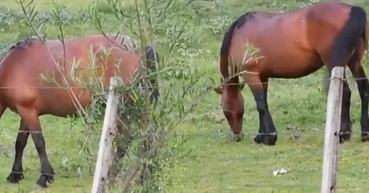 Caso Sospechoso De Encefalitis Equina En Humanos En Artigas