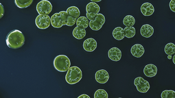 Recomiendan evitar cursos de agua por presencia de cianobacterias en la Laguna del Sauce.