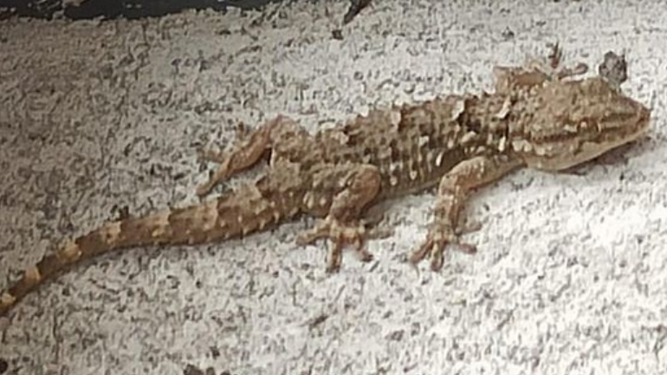 Gecko Mauritánico