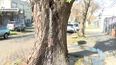 ¿Milagro o una insólita fuga? El árbol que abrió una canilla y no deja de largar agua en La Blanqueada
