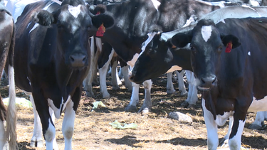 Muerte de 70 vacas en Salto generó alarma entre productores