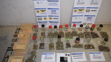 San José: Policía aclaró un hurto y descubrió cultivo ilegal de marihuana