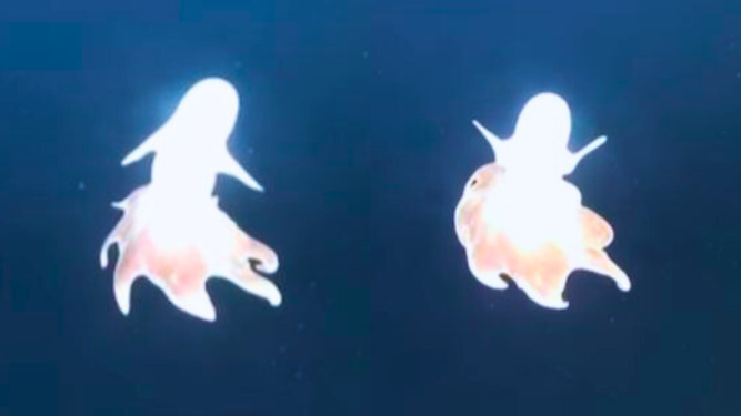 Pulpo Dumbo en Uruguay Sub 200. &nbsp;