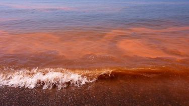 Piden precaución por posible marea roja en Maldonado.