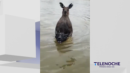 Hombre se peleó con un canguro para recuperar a un perro.