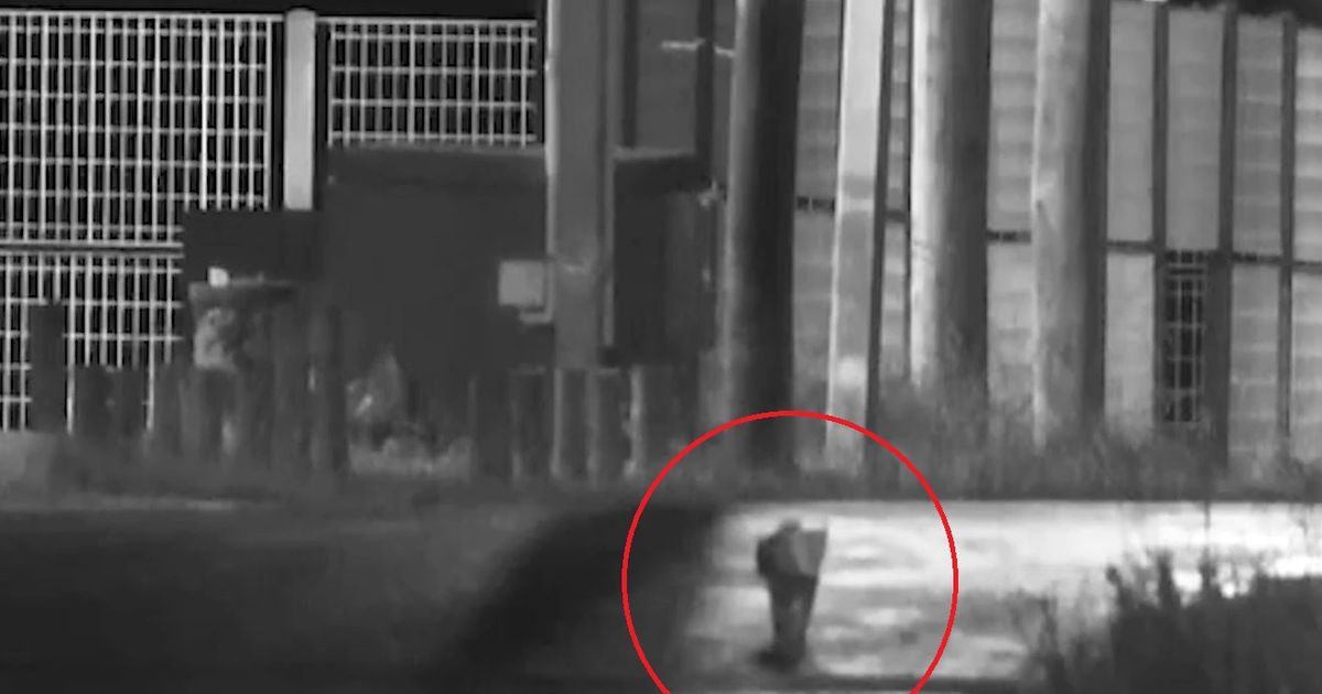 Continúa la búsqueda del puma en Villa Tato: analizan posibles huellas del animal