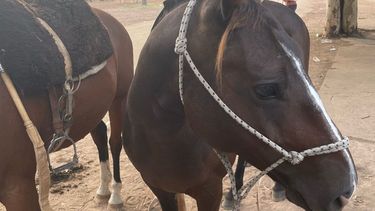 embajador britanico sufrio traumatismo de craneo tras caer de un caballo