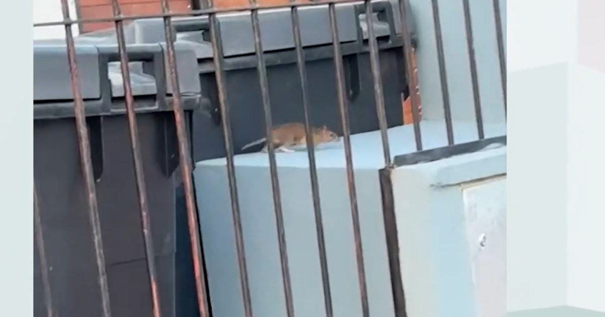 Vecinos de Sayago Norte denuncian invasión de ratas tras cam