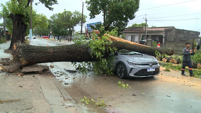 Un árbol cayó en el Cerro sobre un auto en circulación con tres personas adentro