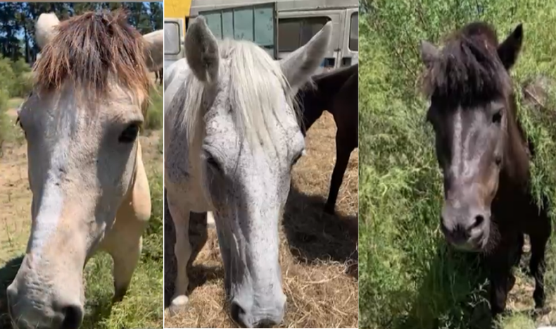 Tres caballos fueron robados de una ONG por "personas que trabajaron o conocían", dijo la fundadora