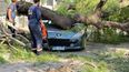 Un enorme árbol cayó sobre un auto estacionado y rompió el tendido eléctrico Un enorme árbol cayó sobre un auto estacionado y rompió el tendido eléctrico