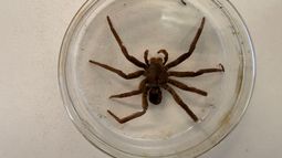 Estos son los potenciales peligros de la araña del bananero, la especie venenosa detectada en Treinta y Tres