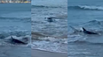 Avistaron un tiburón en Playa Mansa de Punta del Este y quedó registrado Avistaron un tiburón en Playa Mansa de Punta del Este y quedó registrado