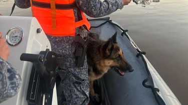 Una perra que se ahogaba en el arroyo Las Vacas fue rescatada por efectivos de la Armada