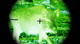 Caza nocturna preocupa a ONG.