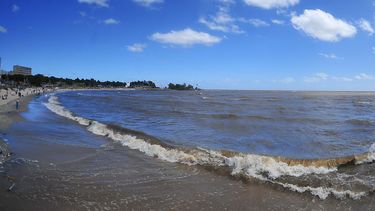 Encontraron una serpiente crucera en la playa Ramírez