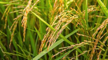 Vicecanciller confirmó que Uruguay se quedó con el 63% de la cuota de arroz de la UE y Orsi lo celebró como un gol Vicecanciller confirmó que Uruguay se quedó con el 63% de la cuota de arroz de la UE y Orsi lo celebró como un gol