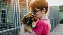 Nuevo portal para adopción de animales.&nbsp;