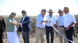 Yamandú Orsi participó de la inauguración de la cosecha de girasol en Río Negro