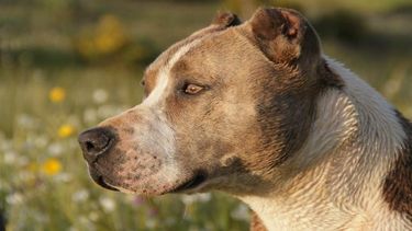 Pitbull atacó e hirió a una mujer