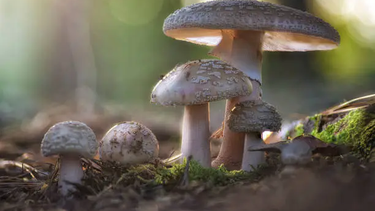 El MSP alertó sobre los riesgos de consumir hongos silvestres