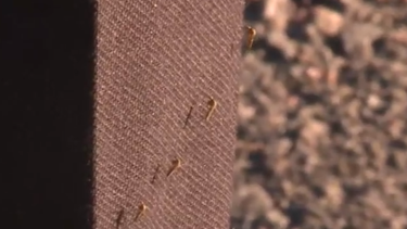 Intendencia de Montevideo trabaja contra la invasión de mosquitos.