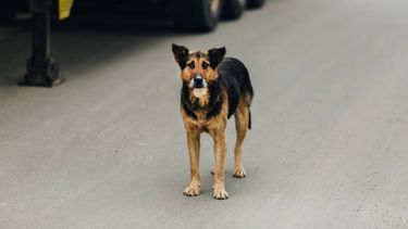 Intervención por animales sueltos.&nbsp;
