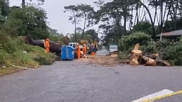 Árbol caído en calle De La Paloma y Laureano Alonsopérez en Punta del Este.