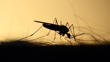 El Aedes aegypti se volvió resistente a los insecticidas más comunes; MSP insta a extremar a los cuidados